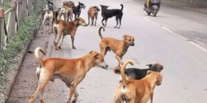 Menace of Dogs: आवारा कुत्तों के खतरे की भयावह हकीकत !
