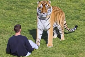 Tiger Killed Man: रोंगटे खड़े कर देने वाला हादसा, बाड़े में गिरे युवक को बाघ ने मार डाला, देखें Video