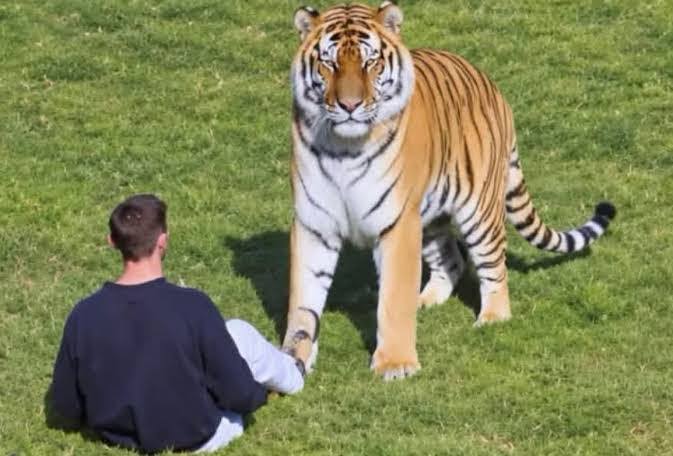Tiger Killed Man: रोंगटे खड़े कर देने वाला हादसा, बाड़े में गिरे युवक को बाघ ने मार डाला, देखें Video